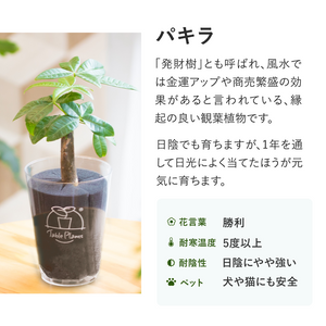 【土を使わない観葉植物】テーブルプランツ(Table Plants) パキラ×リサイクルMIXポットセット