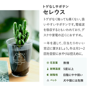 【土を使わないサボテン】テーブルプランツ(Table Plants)