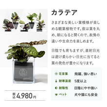 画像をギャラリービューアに読み込む, 【土を使わない観葉植物】テーブルプランツ キューブ(Table Plants CUBE) カラテア
