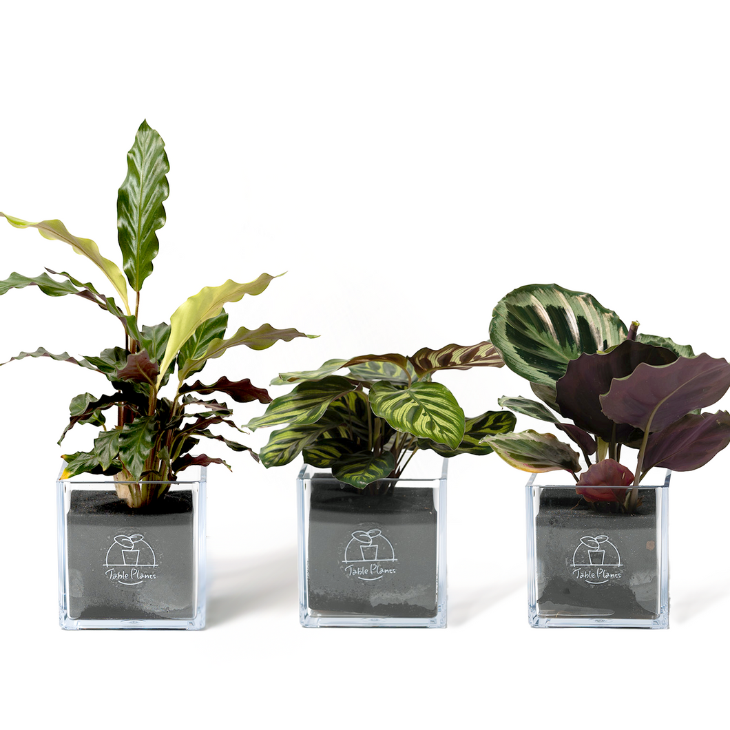 【土を使わない観葉植物】テーブルプランツ キューブ(Table Plants CUBE) カラテア