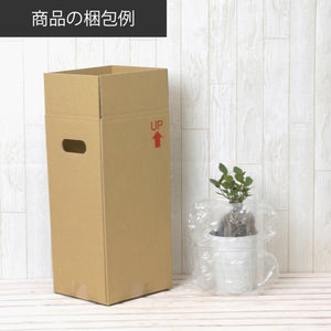【限定100個】アデニウム 抜き苗（裸株）