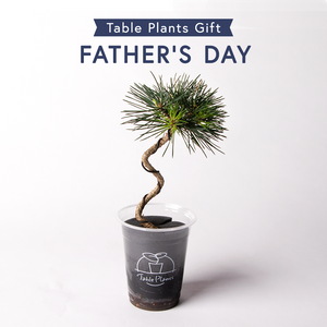 【父の日ギフト】テーブルプランツ(Table Plants) 曲がり黒松（6/10〜6/18のお届け）