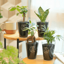 画像をギャラリービューアに読み込む, 【ボタニカルソイルCUP観葉】テーブルプランツ(Table Plants)
