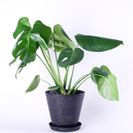 モンステラ・アダンソニー 6号 シンプルでおしゃれな植木鉢カバーセット