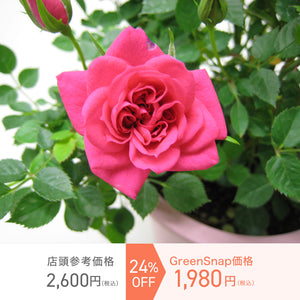 【限定40個】ミニバラ・キャンディ キャンディ 4.5号 ※予約商品:3/9まで 出荷予定:3/14