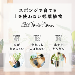 【土を使わない観葉植物】テーブルプランツ (Table Plants) フィカス(ゴムの木)