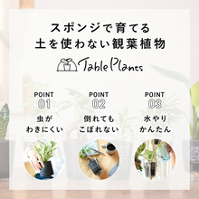 画像をギャラリービューアに読み込む, 【土を使わない観葉植物】幸福を呼ぶ！ハート型のテーブルプランツ(Table Plants) アンスリウム
