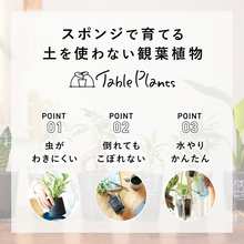 画像をギャラリービューアに読み込む, 【土を使わない観葉植物】テーブルプランツ(Table Plants) アグラオネマ
