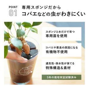 【土を使わない観葉植物】テーブルプランツ(Table Plants) コーヒーの木