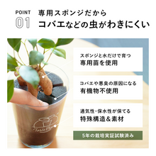 画像をギャラリービューアに読み込む, 【土を使わない観葉植物】テーブルプランツ（Table Plants）ハートホヤ（枝付き） バレンタインセット数量限定
