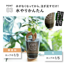 画像をギャラリービューアに読み込む, 【土を使わない観葉植物】テーブルプランツ (Table Plants) マクラメカバーセット

