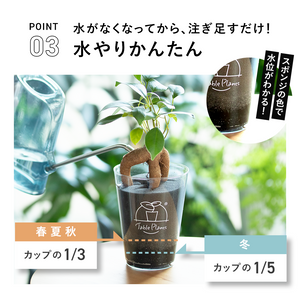 【土を使わない観葉植物】テーブルプランツ(Table Plants) コーヒーの木