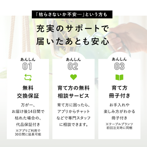 【土を使わないサボテン】テーブルプランツキューブ(Table PlantsCUBE)  スミエボシ