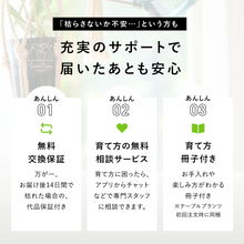 画像をギャラリービューアに読み込む, 【土を使わない観葉植物】テーブルプランツ (Table Plants) マクラメカバーセット
