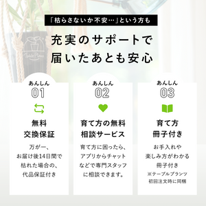 【土を使わない観葉植物】テーブルプランツ (Table Plants) マクラメカバーセット