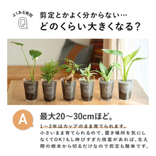 画像をギャラリービューアに読み込む, 【土を使わない観葉植物】テーブルプランツ(Table Plants) ポリシャス
