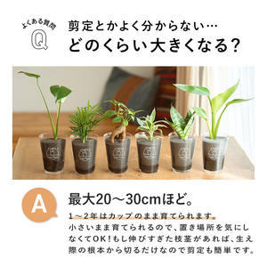 【土を使わない観葉植物】テーブルプランツ(Table Plants) カポック
