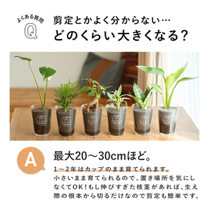 【ギフトセット】選べるテーブルプランツ(Table Plants)2種+cu:Leaf(活力剤)セット 土を使わない観葉植物
