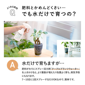 【土を使わない観葉植物】テーブルプランツ(Table Plants) ドラセナ