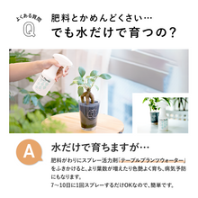 画像をギャラリービューアに読み込む, 【アカシア素材ケース付】 テーブルプランツ(Table Plants) 3種セット　※土を使わない観葉植物
