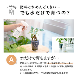 【土を使わない観葉植物】つる性テーブルプランツ(Table Plants) アイビー（ヘデラ）寄せ植え