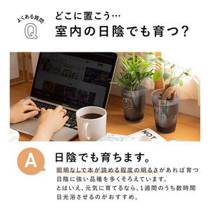 【土を使わない観葉植物】テーブルプランツ(Table Plants CUBE) アロカシア・アマゾニカ