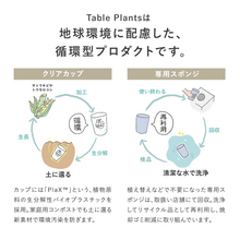 画像をギャラリービューアに読み込む, 【土を使わない観葉植物】テーブルプランツ (Table Plants) フィカス(ゴムの木)
