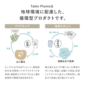 【土を使わない観葉植物】テーブルプランツ (Table Plants) フィカス(ゴムの木)