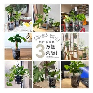 【土を使わない観葉植物】テーブルプランツ(Table Plants) グズマニア