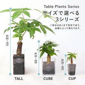 【土を使わない観葉植物】幸福を呼ぶ！ハート型のテーブルプランツ(Table Plants) アンスリウム