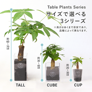 【土を使わない観葉植物】テーブルプランツ(Table Plants) フィカス・ウンベラータ