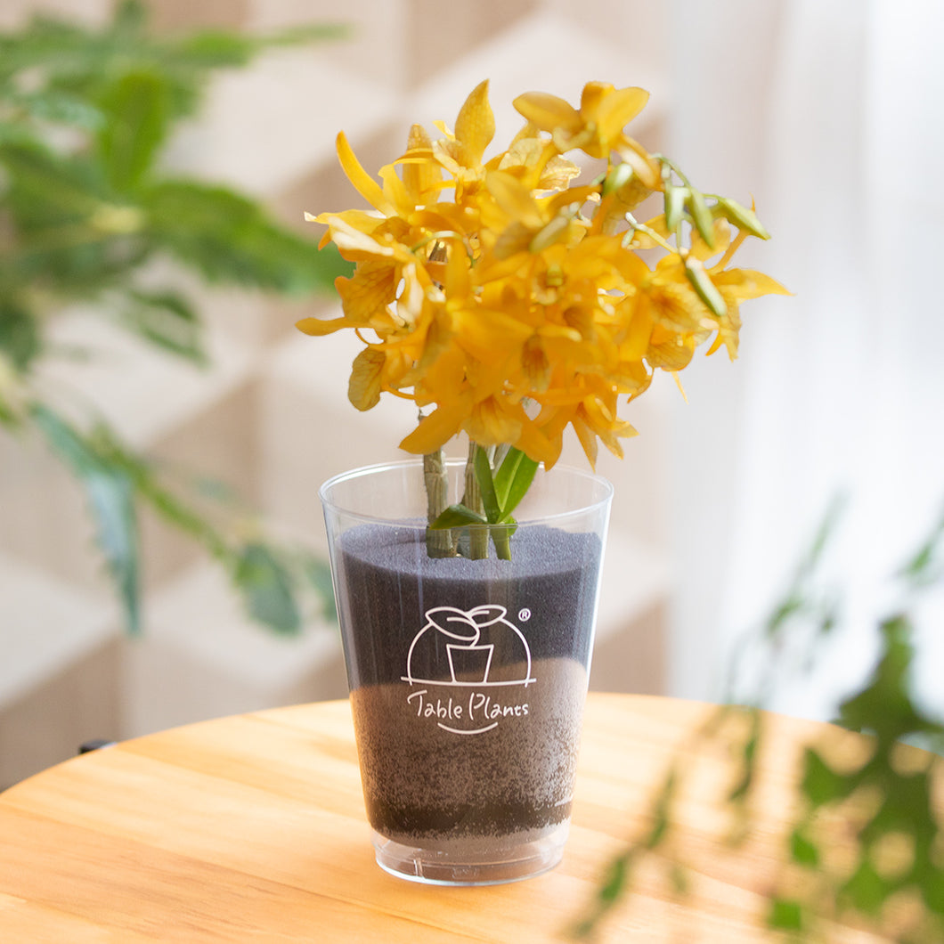 【土を使わない花】テーブルプランツ(Table Plants) デンドロビウム 数量限定　