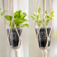 【土を使わない観葉植物】テーブルプランツ(Table Plants) ポトス