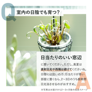 【土を使わない珍奇植物】テーブルプランツ レデボウリア・ソシアリス(Table Plants)【数量限定】
