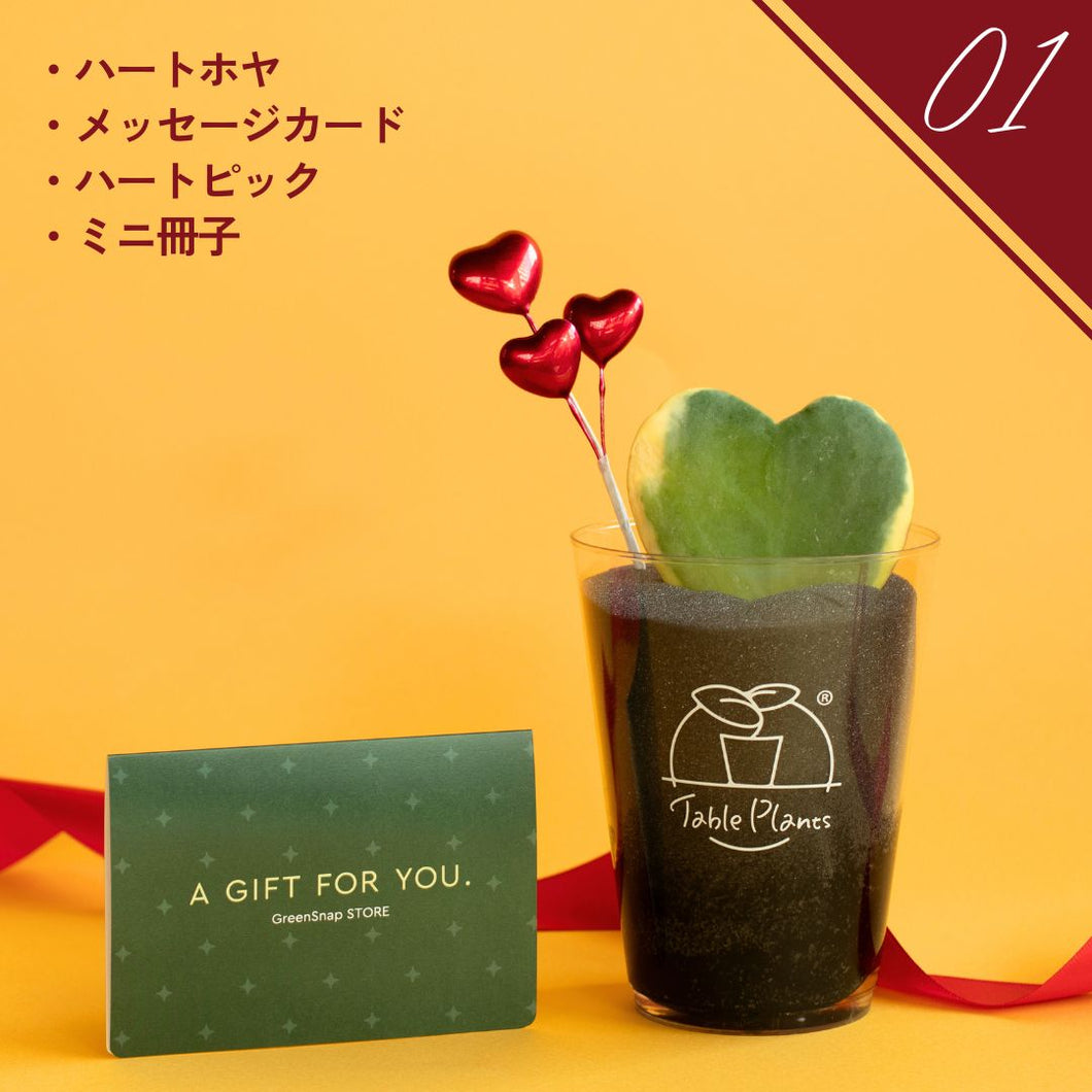 【土を使わない観葉植物】テーブルプランツ（Table Plants）ハートホヤ バレンタインセット数量限定