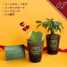 画像をギャラリービューアに読み込む, 【土を使わない観葉植物】テーブルプランツ（Table Plants）ハートホヤ バレンタインセット数量限定
