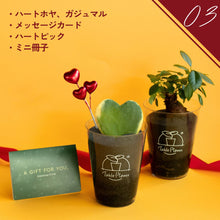 画像をギャラリービューアに読み込む, 【土を使わない観葉植物】テーブルプランツ（Table Plants）ハートホヤ バレンタインセット数量限定
