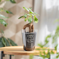 【土を使わない観葉植物】テーブルプランツ(Table Plants) ガジュマル