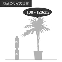 画像をギャラリービューアに読み込む, 【一点物】フランスゴム(寄植え) 8号 沖縄の観葉植物 高さ約120cm No.F6
