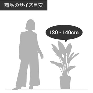【一点物】フィカス・ウンベラータ 8号 沖縄の観葉植物 高さ約130cm No.567