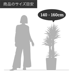 【一点物】フランスゴムの木 まがり 8号 沖縄の観葉植物 高さ約140〜160cm No.588