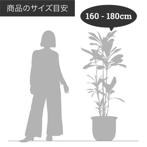 【一点物】フィカス・アルテシーマ 8号 高さ約160cm 沖縄の観葉植物葉 No.30