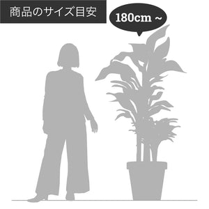 【一点物】フィカス・アルテシーマ 10号 高さ180cm〜 沖縄の観葉植物 No.28
