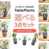 【選べるお得な3点セット】テーブルプランツ(Table Plants)   ※土を使わない観葉植物