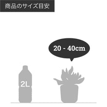 画像をギャラリービューアに読み込む, ストロマンテ・サンギネア トリオスター 4号 おしゃれなインテリアグリーン
