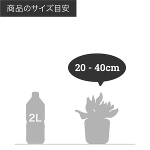 ストロマンテ・サンギネア トリオスター 4号 おしゃれなインテリアグリーン