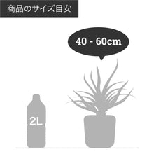 画像をギャラリービューアに読み込む, ヒメモンステラ 5号 北欧デザインストレート鉢カバーセット
