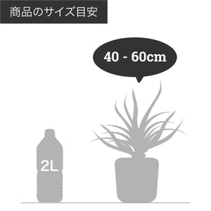 アジアンタム・フレグランス 5号 おしゃれな植木鉢カバーセット