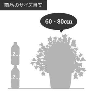 フィカス・ティネケ 7号 シンプルな鉢カバーセット
