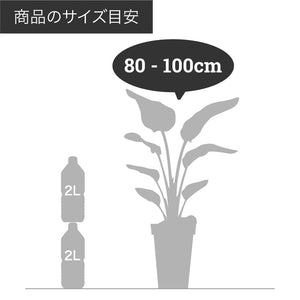 【一点物】フィカス・アルテシーマ 7号 高さ約100cm 沖縄の観葉植物 No.F1